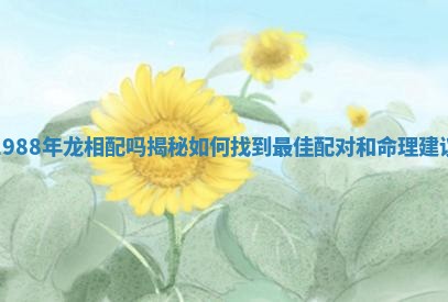 1988年龙相配吗揭秘如何找到最佳配对和命理建议