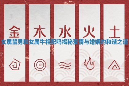 女属鼠男和女属牛相配吗揭秘爱情与婚姻的和谐之道