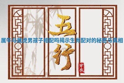 属牛与属虎男孩子相配吗揭示生肖配对的秘密与真相