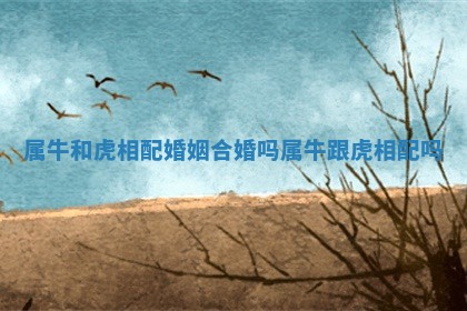 属牛和虎相配婚姻合婚吗_属牛跟虎相配吗 属牛和虎相配婚姻合婚吗_属牛跟虎相配吗