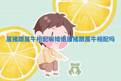 属猪跟属牛相配嘛婚姻_属猪跟属牛相配吗
