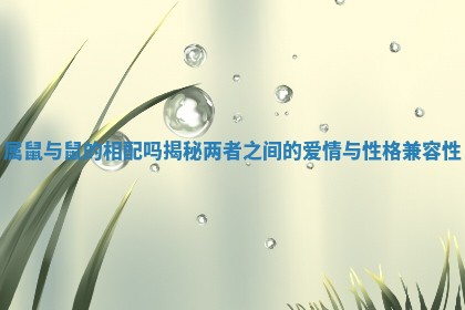 属鼠与鼠的相配吗揭秘两者之间的爱情与性格兼容性 属鼠与鼠的相配吗揭秘两者之间的爱情与性格兼容性