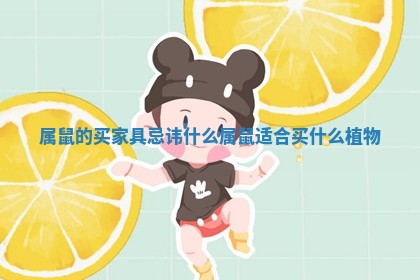 属鼠的买家具忌讳什么 属鼠适合买什么植物 属鼠的买家具忌讳什么 属鼠适合买什么植物