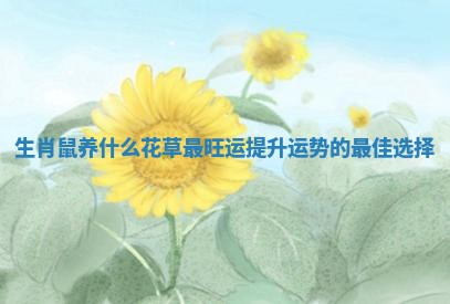 生肖鼠养什么花草最旺运提升运势的最佳选择