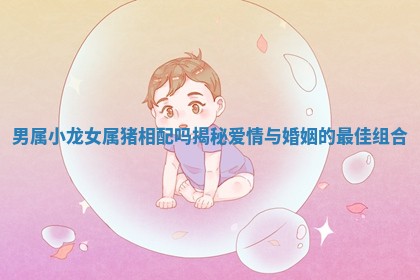 男属小龙女属猪相配吗揭秘爱情与婚姻的最佳组合