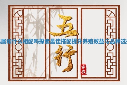 鸡属和什么相配吗探索最佳搭配提升养殖效益与品种选择