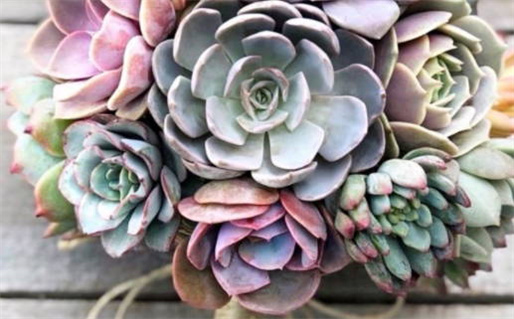 2026年1月份完婚的最佳日期